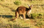 Kangaroo bouncing around beneath the Bard