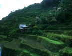 Rice terraces, traditional houses, and a carabao in the town of Batad
