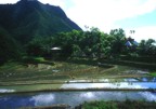 Rice terraces and some traditional huts in Batad; we passed this on our way to Tapplya Waterfall