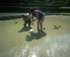Lucie plants rice with Gloria, a native of Tanulong