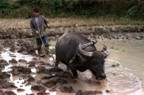 A man turns up the soil in a rice patty using a carabao