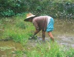 To prepare the rice patty, a woman pulls weeks, then pushes them deep into the mud to rot