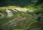 Rice terraces between Banga-an and Tanulong