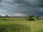 Male elephant and approaching storm