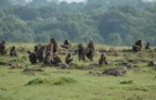 A troop of baboons