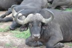 Resting buffalo
