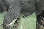 Elephant with grass