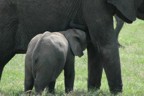 Nursing elephant