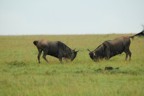 Sparring wildebeests
