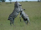 Sparring zebras