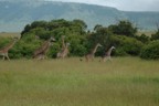 Running giraffes