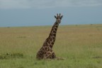 Resting giraffe