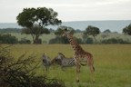 Giraffe and two zebra
