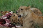 Lions feasting on a topi
