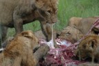 Lions feasting on a topi