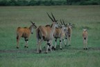 a herd of elands