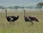 Two ostrich