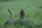 Tawny eagle perched on branch