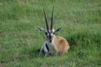 Resting thompson gazelle