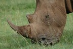 White rhino head
