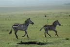 Two zebra