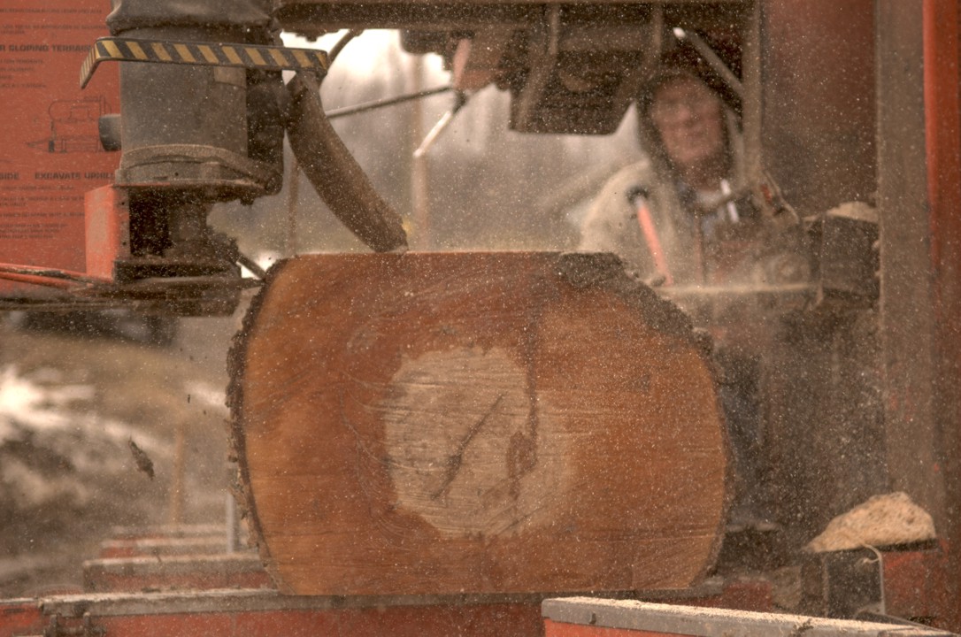 Closeup of the band saw blade cutting a maple log
