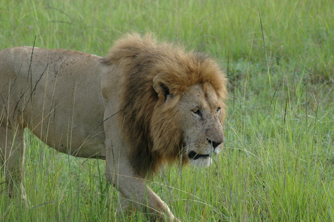 Large male lion, somewhat covered in flies