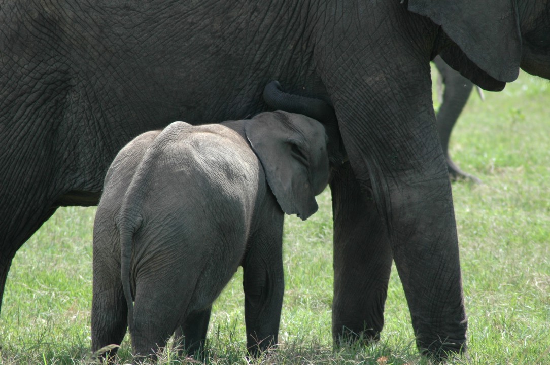Nursing elephant