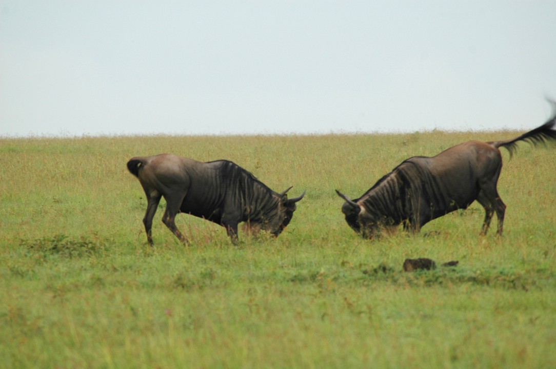 Sparring wildebeests