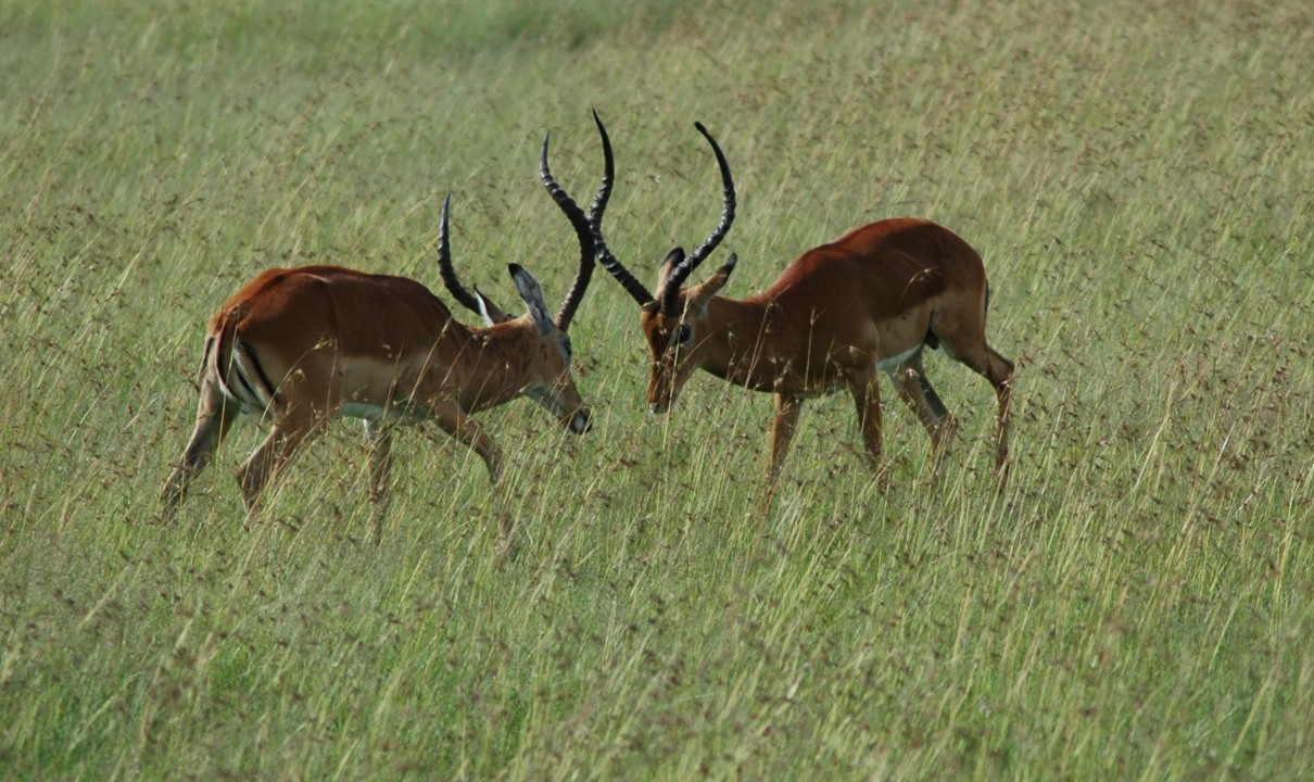 Two impala sparring