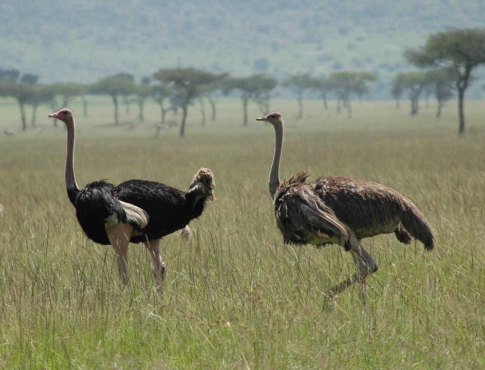 Two ostrich