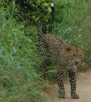 Another view of the leopard we saw