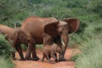Red elephants (actually, just normal elephants covered in red soil) and a small baby elephant
